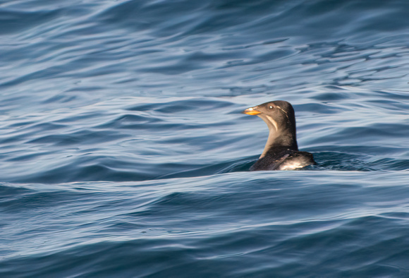 Rhinoceros Auklet - Cerorhinca monocerata