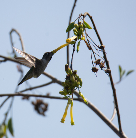 Anna's Hummingbird - Calypte anna