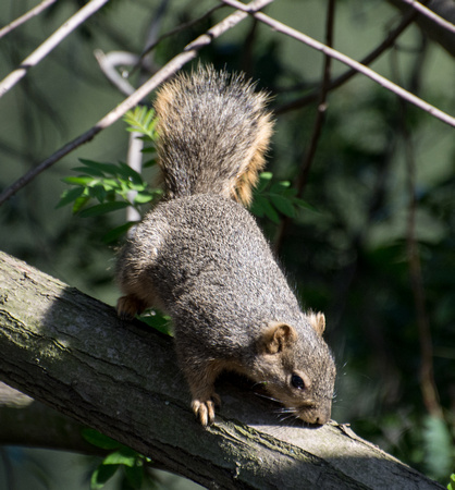 Eastern fox squirrel  - Sciurus niger