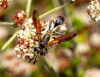 Grass carrying wasp - Isodontia elegans