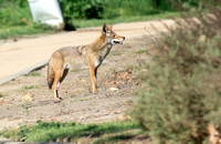 Coyote - Canis latrans
