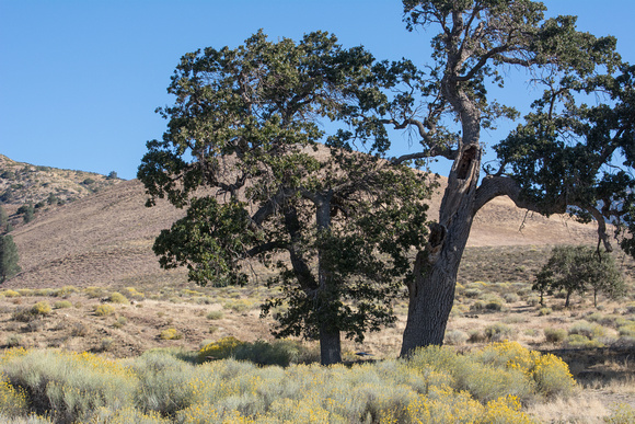 Lower Little Oak Creek,