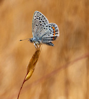 Acmon blue - Icaricia acmon