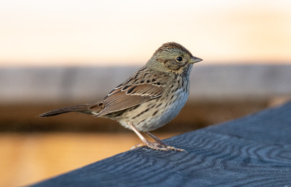 Lincoln's Sparrow - Melospiza lincolnii