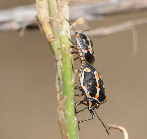 Painted - Bagrada hilaris (adult)