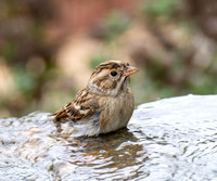 Clay-colored Sparrow - Spizella pallida