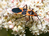 Large milkweed bug -Oncopeltus fasciatus