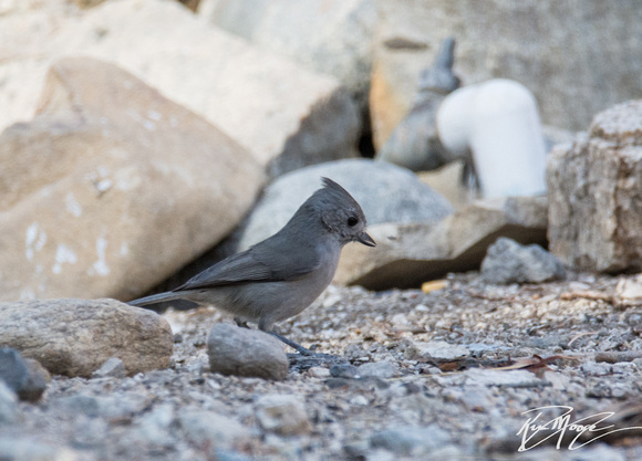 Oak Titmouse - Baeolophus inornatus