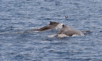 Humpback Whale - Megaptera novaeangliae (Mother and Calf)