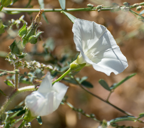 Morning Glory - Calystegia macrostegia