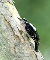 Downy Woodpecker - Dryobates pubescens,