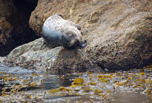 Harbor seal - Phoca vitulina