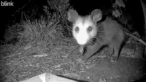 Opossum - Didelphis virginiana