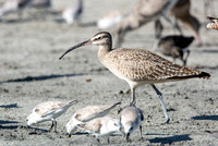 Whimbrel - Numenius phaeopus