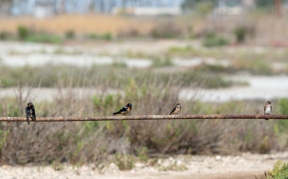 Barn Swallow - Hirundo rustica