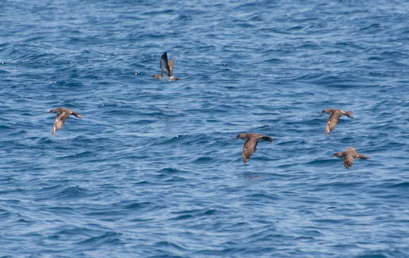 Black-vented Shearwater - Puffinus opisthomelas