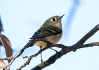 Ruby-crowned Kinglet - Regulus calendula