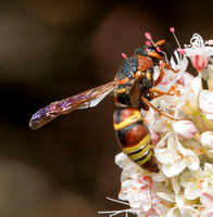 Mason wasp 2 - Euodynerus hidalgo