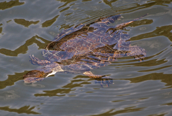 Western Pond Turtle - Actinemys marmorata