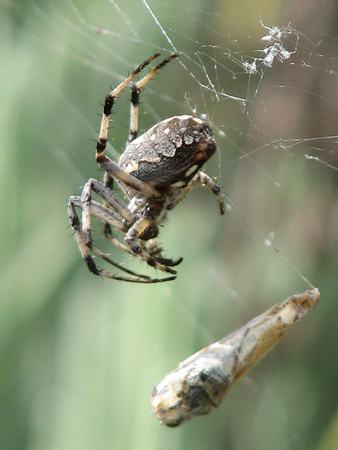 Western spotted orb weaver - Neoscona oaxacensis