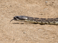 Southern Pacific Rattlesnake - Crotalus oreganus helleri