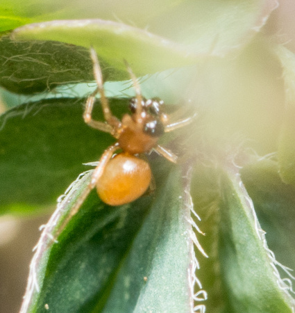 Dwarf spider - Ceraticelus sp