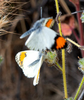 Sara orangetip - Antocharis sara