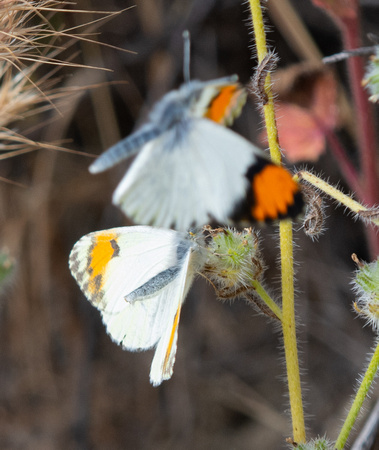 Sara orangetip - Antocharis sara