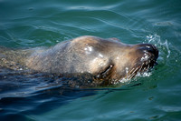 California sea lion - Zalophus californianus