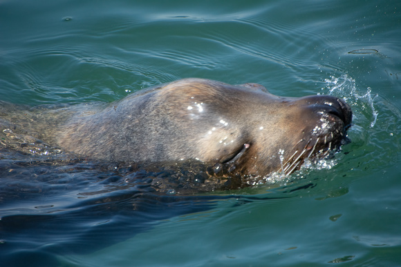 California sea lion - Zalophus californianus