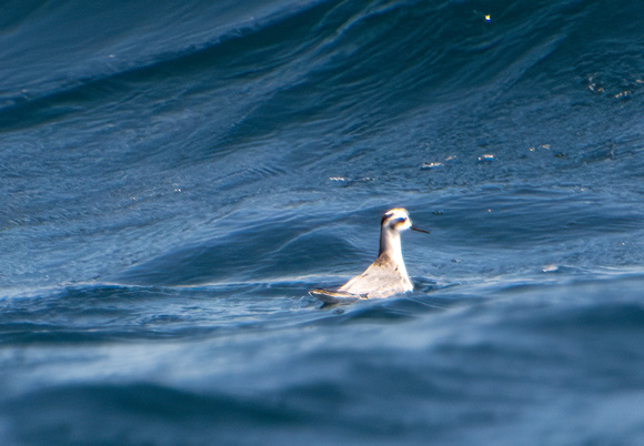 Red Phalarope - Phalaropus fulicarius