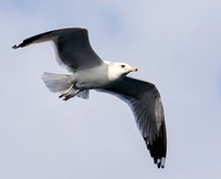 California Gull - Larus californicus