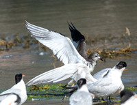 Sabine's Gull - Xema sabini