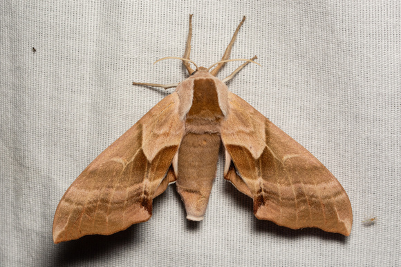 Sphinx moth - Smerinthus ophthalmica