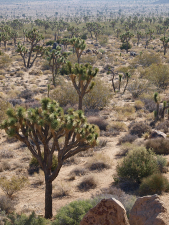 Miles and miles of Joshua Trees (at dawn)