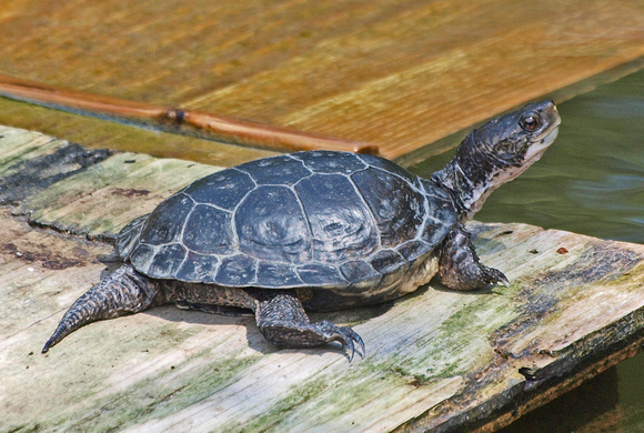 Western Pond Turtle - Actinemys marmorata