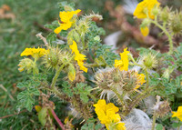 Buffalo-Bur - Solanum rostratum