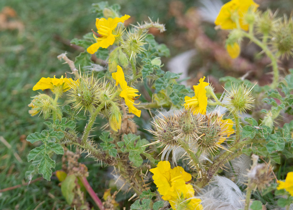 Buffalo-Bur - Solanum rostratum