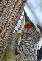 Red-naped Sapsucker - Sphyrapicus nuchalis