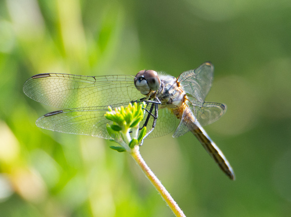 Blue dasher - Pachydiplax longipennis