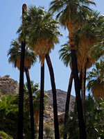 49 Palms Oasis