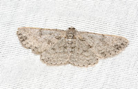 Geometrid moth - Iridopsis fragilaria