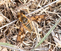 Bee fly - Poecilanthrax arethusa