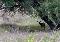 Mule Deer - Odocoileus hemionus