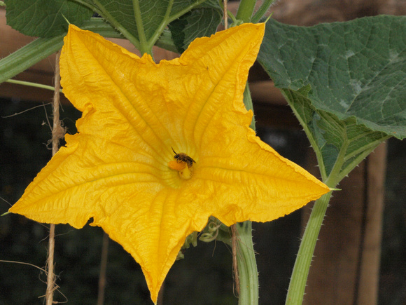 Squash bee - Peponapis pruinosa