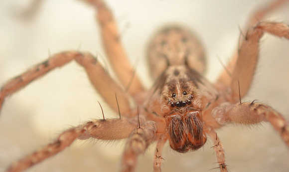 Ghost spider - Anyphaena pacifica