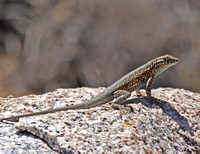 Desert Side-blotched Lizard - Uta stansburiana stejnegeri