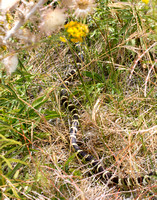 California kingsnake - Lampropeltis getula californiae