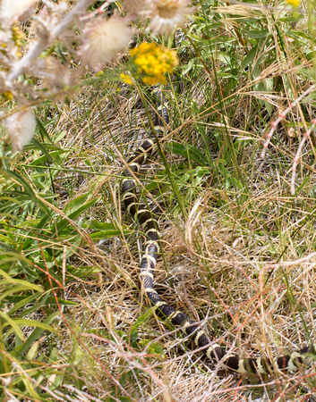 California kingsnake - Lampropeltis getula californiae