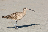 Whimbrel - Numenius phaeopus